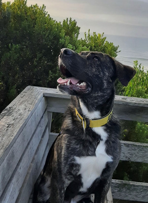 Jimmy | RSPCA Adopt a pet Jimmy | RSPCA Adopt a pet