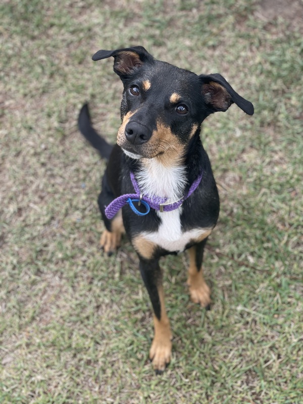 Kelpie cross hot sale fox terrier