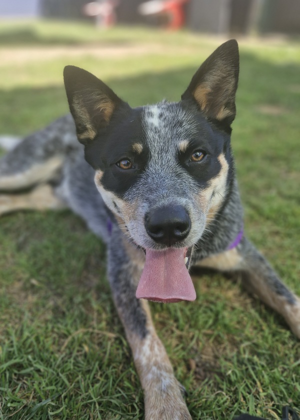 Asher | RSPCA Adopt a pet