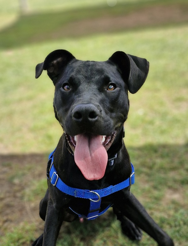 Rspca bull sale terrier adoption