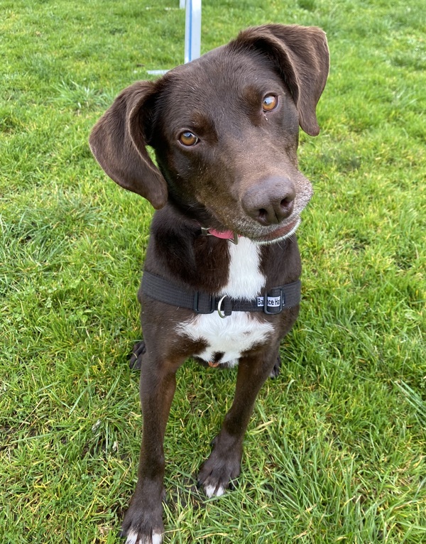 Bluey | RSPCA Adopt a pet