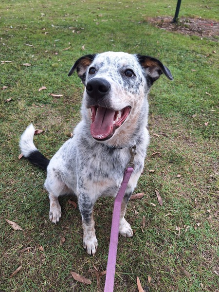 Bluey | RSPCA Adopt a pet