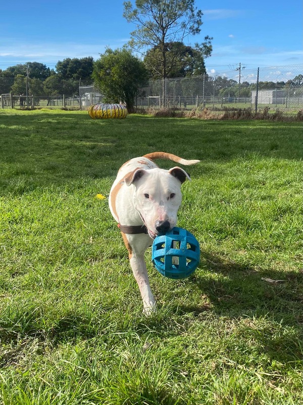 Bolt | RSPCA Adopt a pet