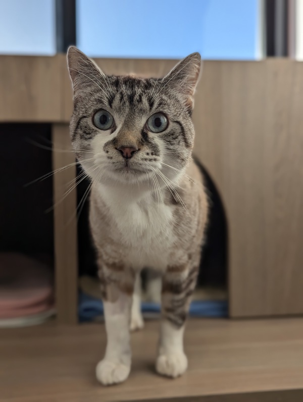 Mufassa | RSPCA Adopt a pet